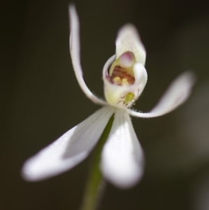 Caladenia carnea at Cotter River, ACT - suppressed