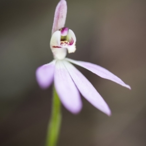 Caladenia carnea at Cotter River, ACT - suppressed