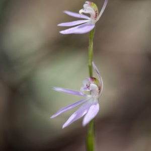 Caladenia carnea at Cotter River, ACT - suppressed