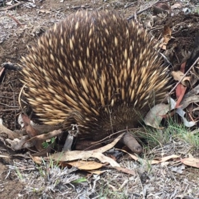 Tachyglossus aculeatus (Short-beaked Echidna) at Red Hill, ACT - 9 Nov 2018 by KL