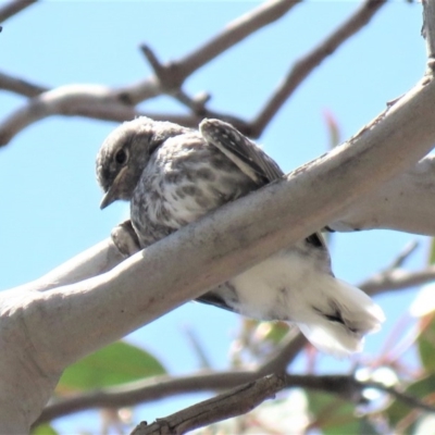 Microeca fascinans (Jacky Winter) at Tharwa, ACT - 1 Nov 2018 by KumikoCallaway