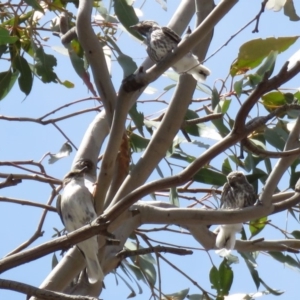 Microeca fascinans at Tharwa, ACT - 1 Nov 2018 12:36 PM