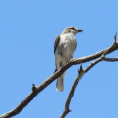 Microeca fascinans at Tharwa, ACT - 1 Nov 2018 12:36 PM