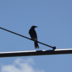 Strepera graculina (Pied Currawong) at Reid, ACT - 9 Nov 2018 by AndyRussell