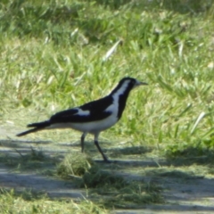 Grallina cyanoleuca (Magpie-lark) at Reid, ACT - 9 Nov 2018 by AndyRussell