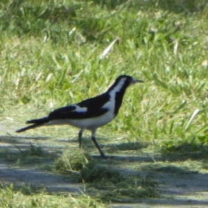 Grallina cyanoleuca at Reid, ACT - 10 Nov 2018