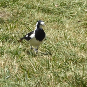 Grallina cyanoleuca at Reid, ACT - 10 Nov 2018