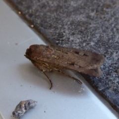 Agrotis infusa (Bogong Moth, Common Cutworm) at Reid, ACT - 9 Nov 2018 by AndyRussell