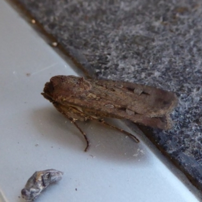 Agrotis infusa (Bogong Moth, Common Cutworm) at Reid, ACT - 10 Nov 2018 by AndyRussell