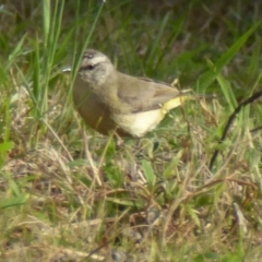 Acanthiza chrysorrhoa (Yellow-rumped Thornbill) at Reid, ACT - 9 Nov 2018 by AndyRussell