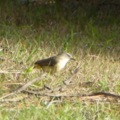 Acanthiza chrysorrhoa at Reid, ACT - 9 Nov 2018