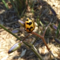 Coccinella transversalis (Transverse Ladybird) at Reid, ACT - 9 Nov 2018 by AndyRussell