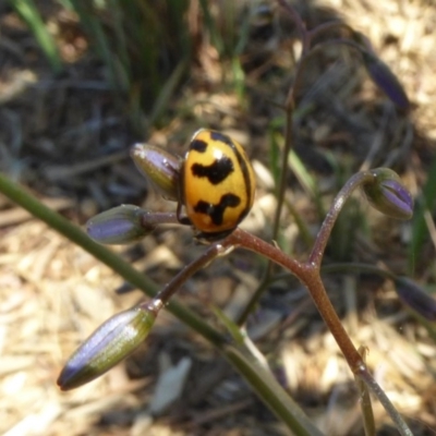 Coccinella transversalis (Transverse Ladybird) at Reid, ACT - 9 Nov 2018 by AndyRussell