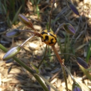 Coccinella transversalis at Reid, ACT - 10 Nov 2018