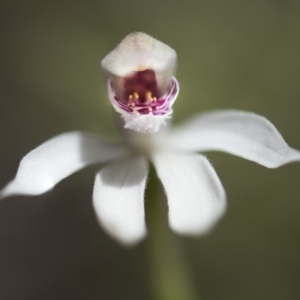 Caladenia alpina at Paddys River, ACT - 9 Nov 2018