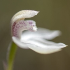 Caladenia alpina at Paddys River, ACT - 9 Nov 2018