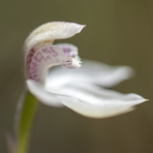 Caladenia alpina at Paddys River, ACT - 9 Nov 2018