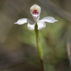 Caladenia alpina at Paddys River, ACT - 9 Nov 2018