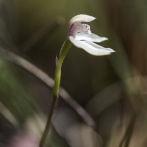 Caladenia alpina at Paddys River, ACT - 9 Nov 2018