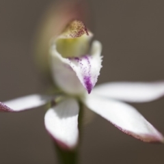 Caladenia moschata (Musky Caps) at Paddys River, ACT - 9 Nov 2018 by GlenRyan