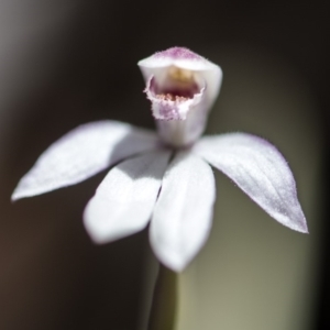 Caladenia alpina at Paddys River, ACT - suppressed