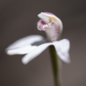 Caladenia alpina at Paddys River, ACT - suppressed