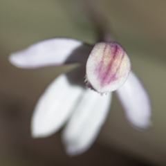 Caladenia alpina at Paddys River, ACT - suppressed