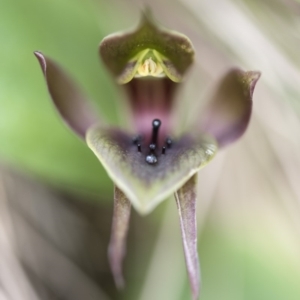 Chiloglottis valida at Paddys River, ACT - 9 Nov 2018