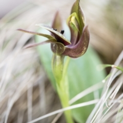 Chiloglottis valida at Paddys River, ACT - 9 Nov 2018