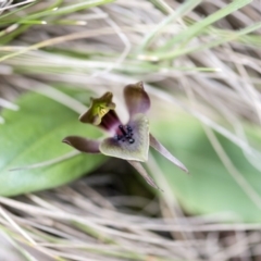 Chiloglottis valida at Paddys River, ACT - 9 Nov 2018