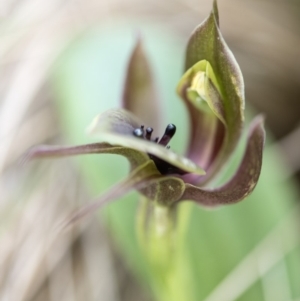 Chiloglottis valida at Paddys River, ACT - 9 Nov 2018