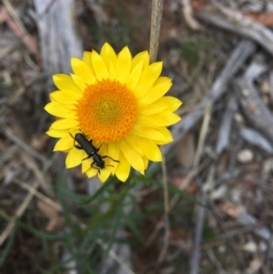 Xerochrysum viscosum at Hughes, ACT - 10 Nov 2018 06:25 PM