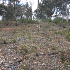 Xerochrysum viscosum at Hughes, ACT - 10 Nov 2018