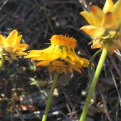 Xerochrysum viscosum at Hughes, ACT - 10 Nov 2018