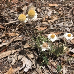 Leucochrysum albicans subsp. tricolor at Hughes, ACT - 10 Nov 2018