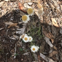 Leucochrysum albicans subsp. tricolor at Hughes, ACT - 10 Nov 2018 12:46 PM