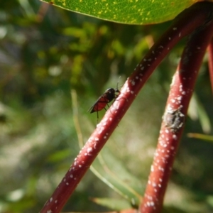 Sciaridae sp. (family) at Fyshwick, ACT - 10 Nov 2018 08:43 AM