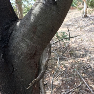 Pogona barbata (Eastern Bearded Dragon) at Hughes, ACT - 10 Nov 2018 by KL