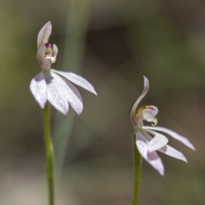 Caladenia carnea at Paddys River, ACT - suppressed