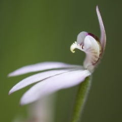 Caladenia carnea at Paddys River, ACT - suppressed