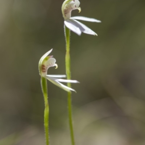 Caladenia carnea at Paddys River, ACT - suppressed