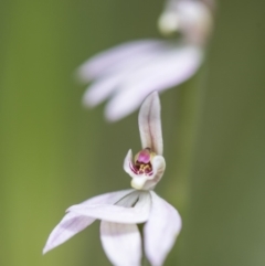 Caladenia carnea at Paddys River, ACT - suppressed