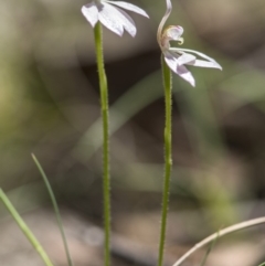 Caladenia carnea at Paddys River, ACT - suppressed