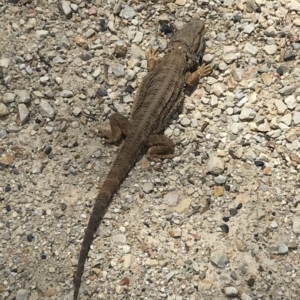 Pogona barbata at Bungendore, NSW - 10 Nov 2018