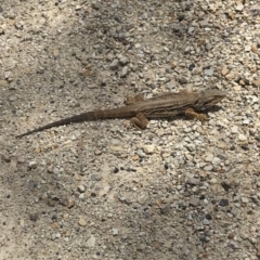 Pogona barbata at Bungendore, NSW - 10 Nov 2018