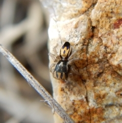 Maratus purcellae (Purcell's peacock spider) at Cook, ACT - 10 Nov 2018 by CathB