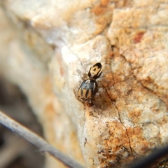 Maratus purcellae at Cook, ACT - 10 Nov 2018