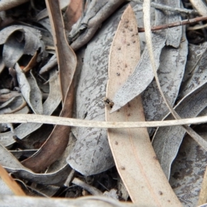 Maratus purcellae at Cook, ACT - suppressed