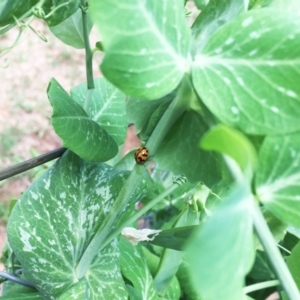 Coccinella transversalis at Hughes, ACT - 24 Oct 2018 12:22 PM