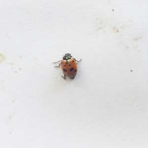 Hippodamia variegata at Hughes, ACT - 10 Nov 2018 04:20 PM